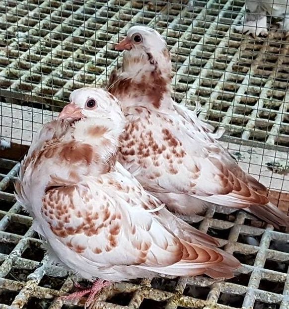  - pescarusi chinezi 2020