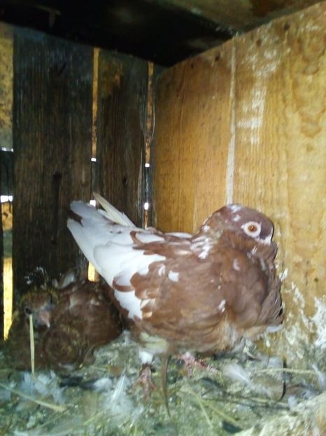 received_229615101268929 - pescarusi chinezi 2020