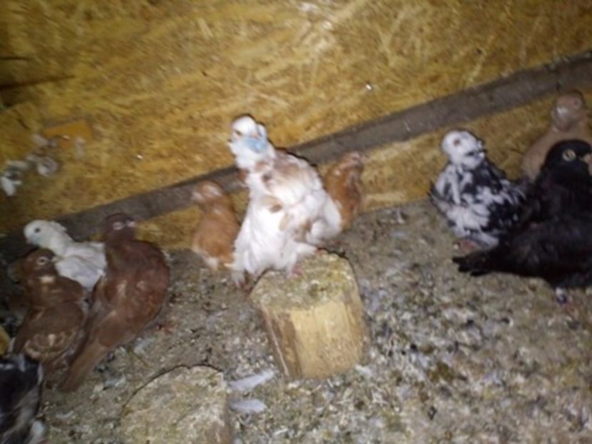 received_251337222212086 - pescarusi chinezi 2020