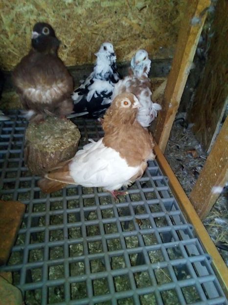 received_252610568782940 - pescarusi chinezi 2020