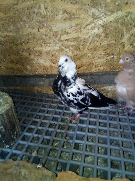 received_295465414399859 - pescarusi chinezi 2020