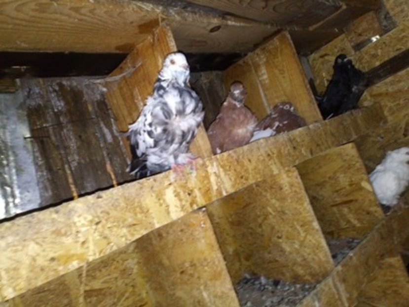 received_340587666687548 - pescarusi chinezi 2020