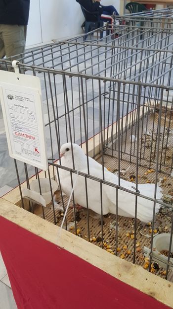  - u EXPOZIRIA NATIONALA A BULGARIEI 2018