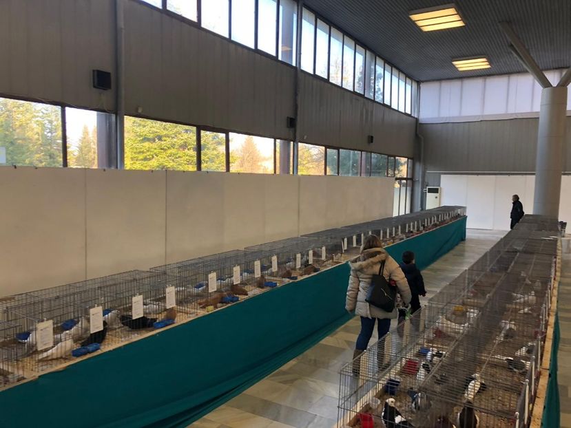 IMG-20181124-WA0001 - u EXPOZIRIA NATIONALA A BULGARIEI 2018