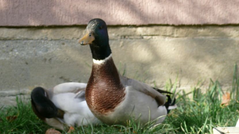 P1090934 - Ratuste pitice - Call duck !