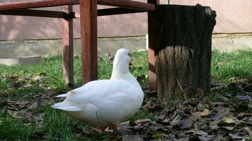 P1090889 - Ratuste pitice - Call duck !