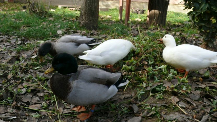 P1090873 - Ratuste pitice - Call duck !