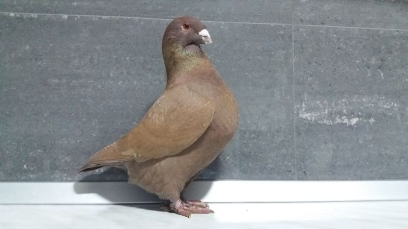 1-0 2018 - matca 2019