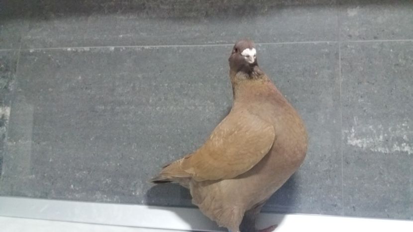  - matca 2019