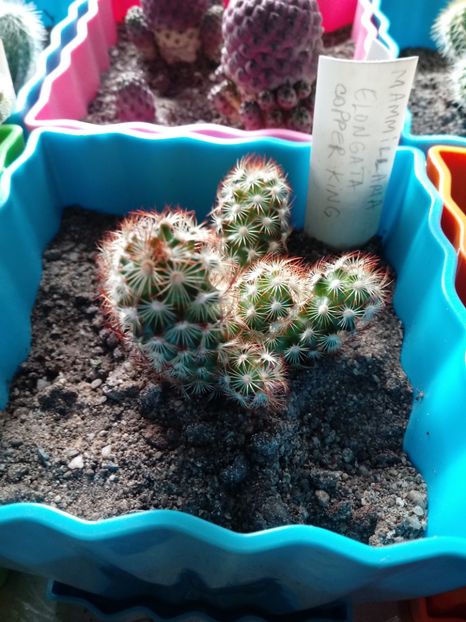 Mammillaria Elongata Copper King - Mammillaria