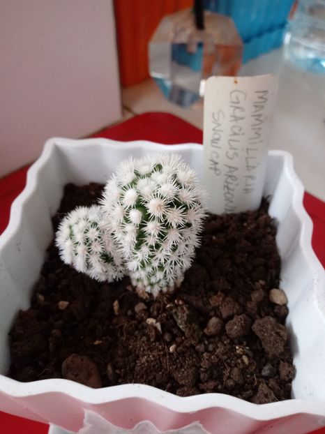 Mammillaria Gracilis Arizona Snow Cap - Mammillaria