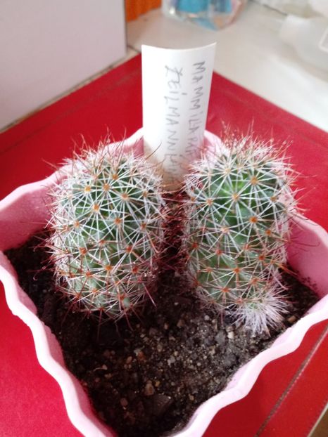 Mammillaria Zeilmanniana - Mammillaria