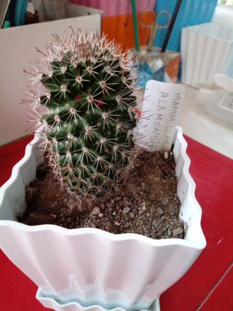 Mammillaria Alamensis - Mammillaria