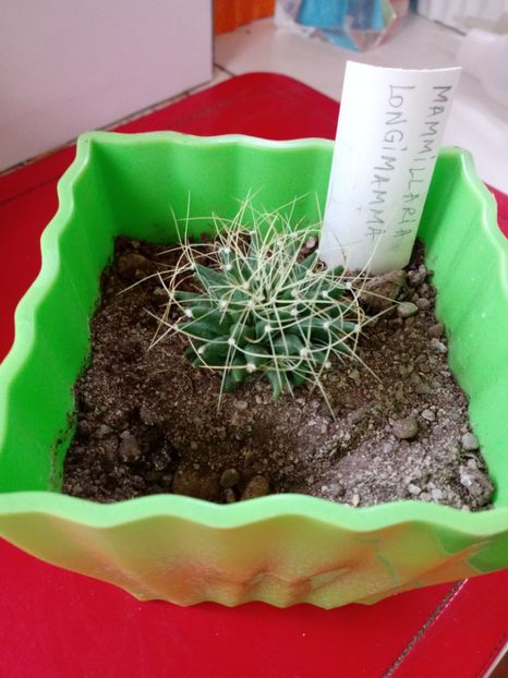 Mammillaria Longimamma - Mammillaria