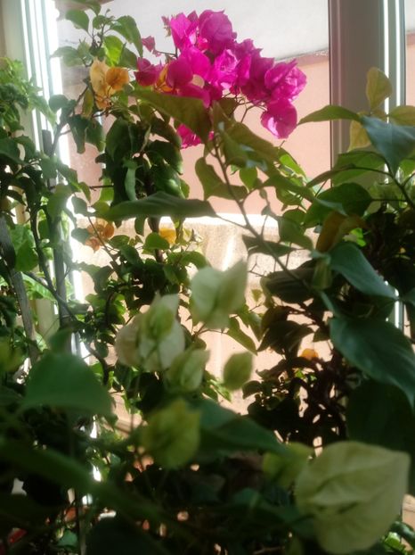  - Bougainvillea