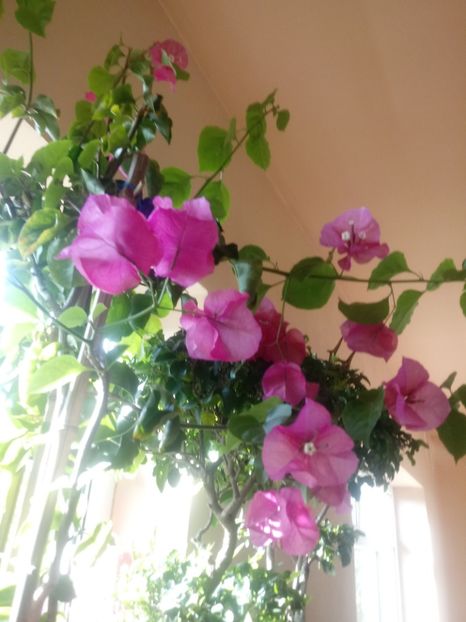  - Bougainvillea
