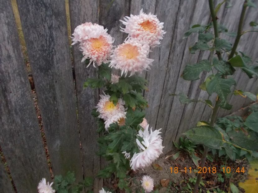 somon inalt - CRIZANTEME 2018