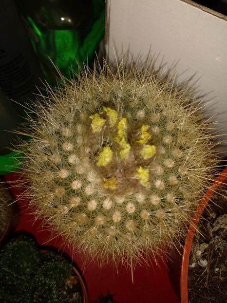  - Cactusi