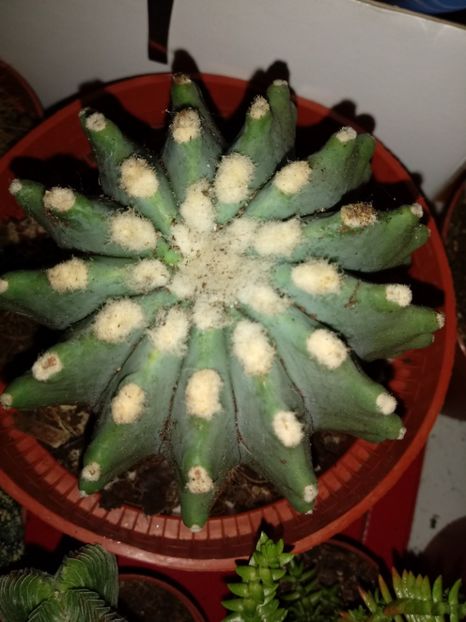  - Cactusi