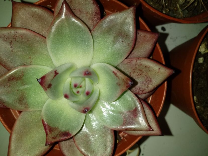  - Echeveria si alte suculente asemanatoare
