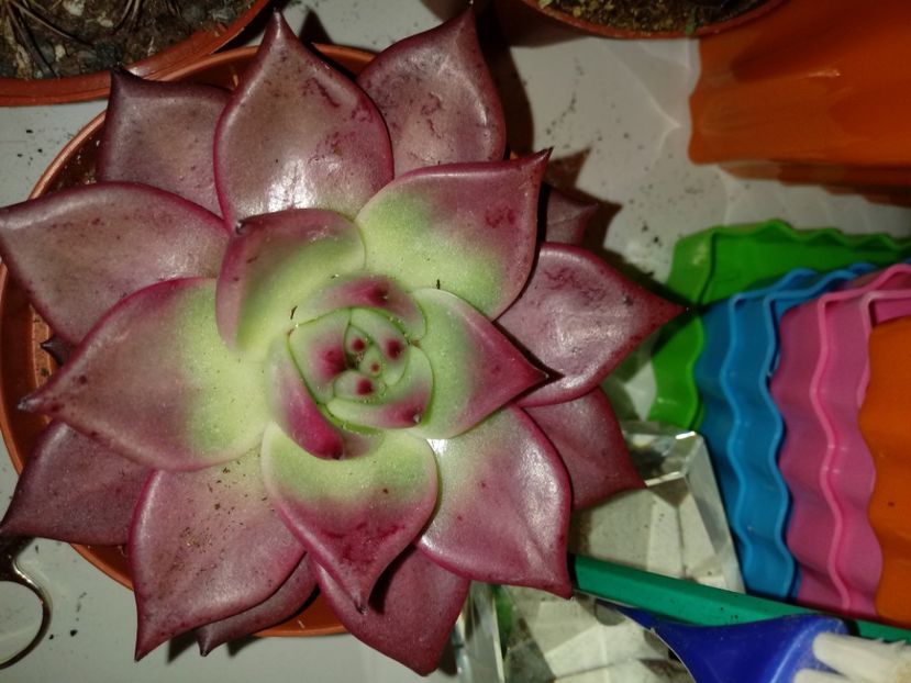  - Echeveria si alte suculente asemanatoare