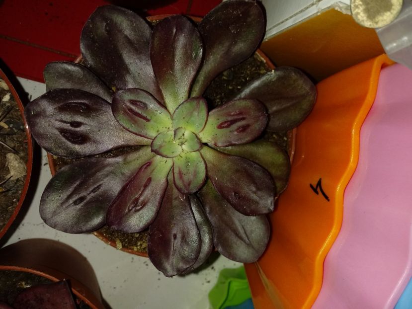  - Echeveria si alte suculente asemanatoare