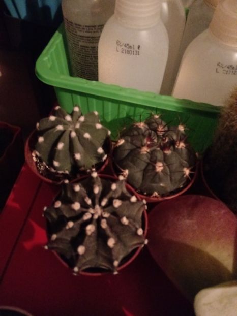  - Cactusi