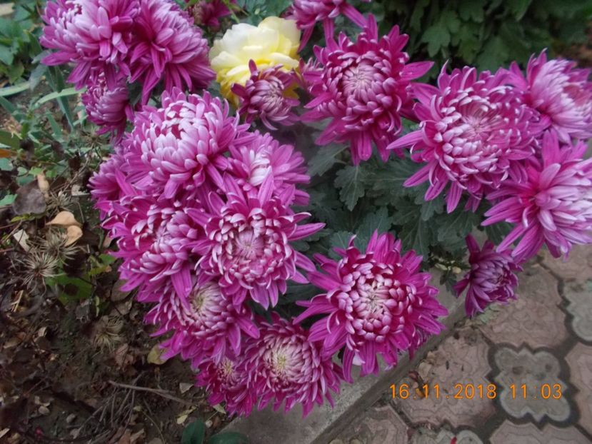trumph violet - CRIZANTEME 2018