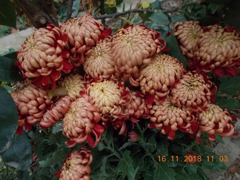 grena olimp - CRIZANTEME 2018