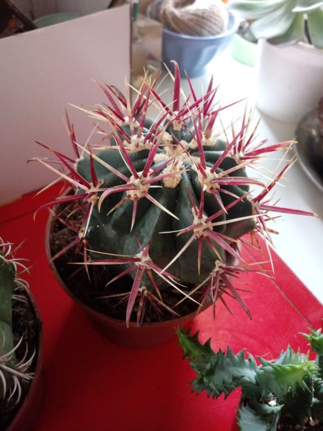  - Cactusi