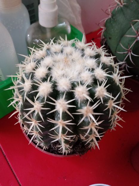  - Cactusi