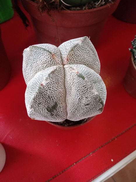  - Cactusi