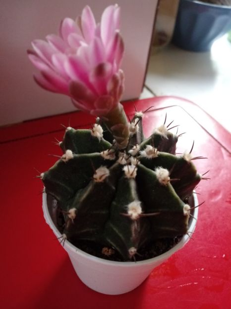  - Cactusi