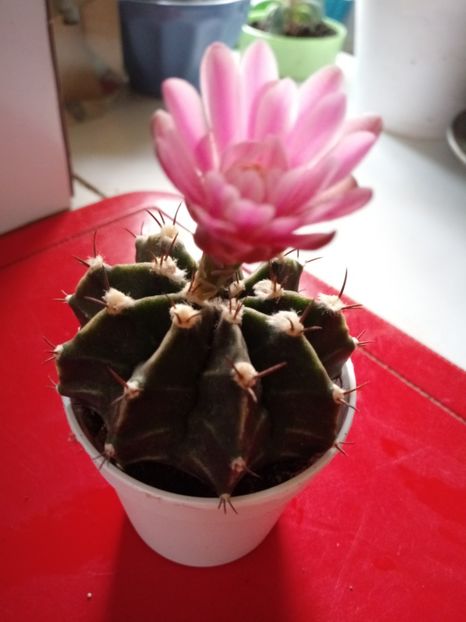  - Cactusi