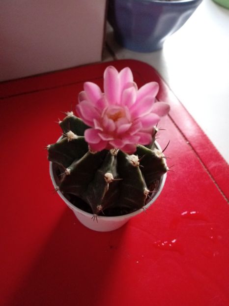  - Cactusi