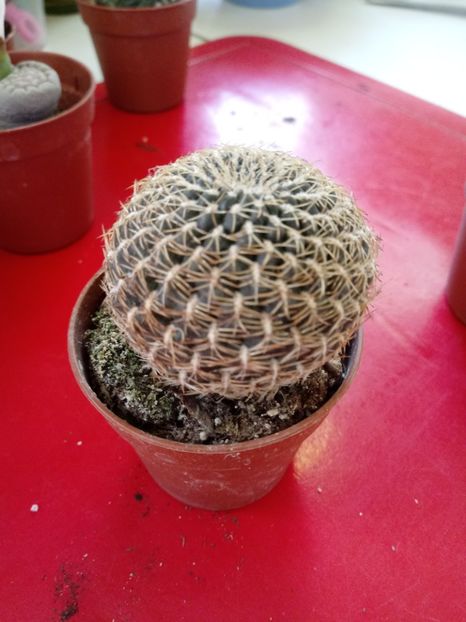  - Cactusi