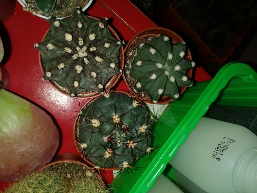  - Cactusi