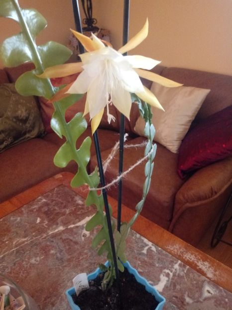  - Epiphyllum