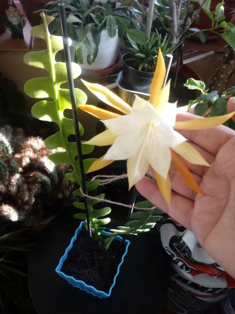  - Epiphyllum