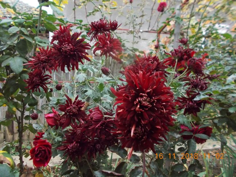 grena inchis - CRIZANTEME 2018