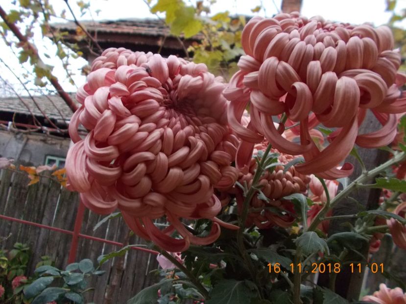 viena aramie - CRIZANTEME 2018