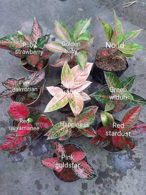 am pus doar pt. denumire - 003-1 Aglaonema- planta intunericului