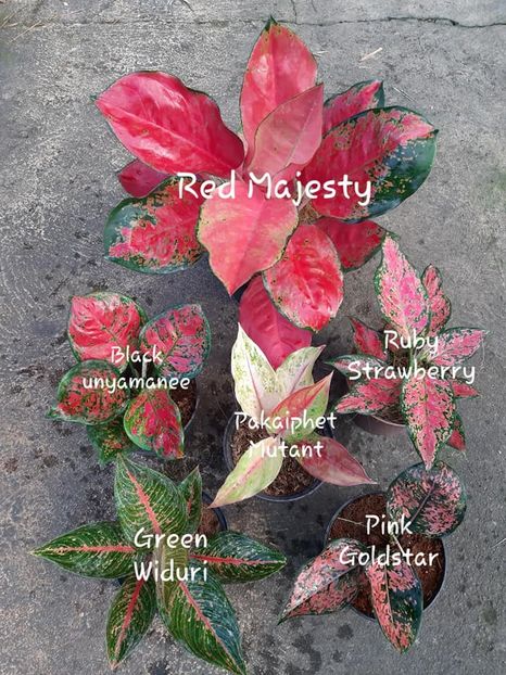  - 003-1 Aglaonema- planta intunericului