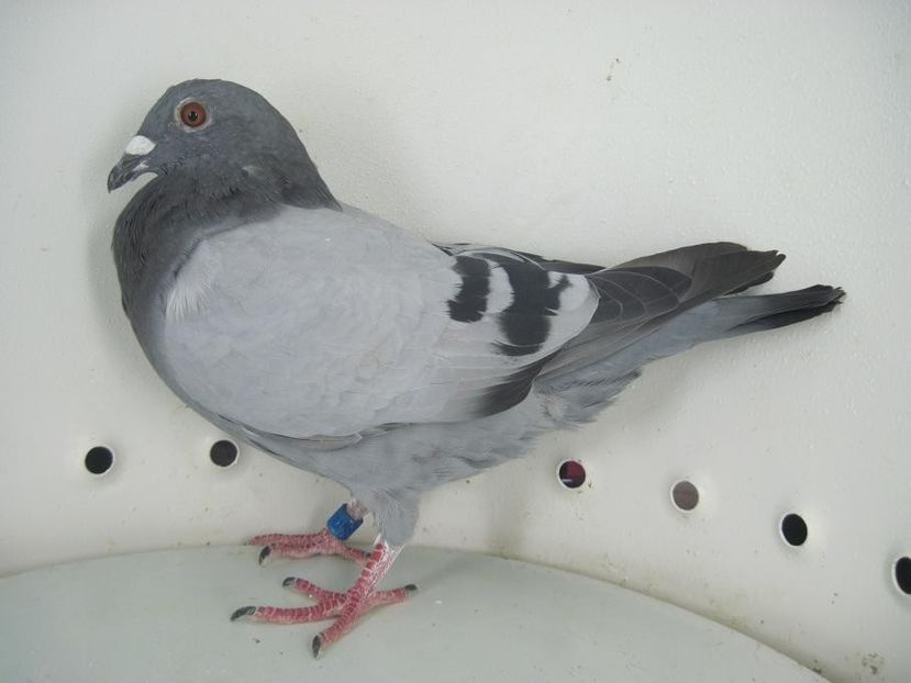 tata ciprian - Ciprian