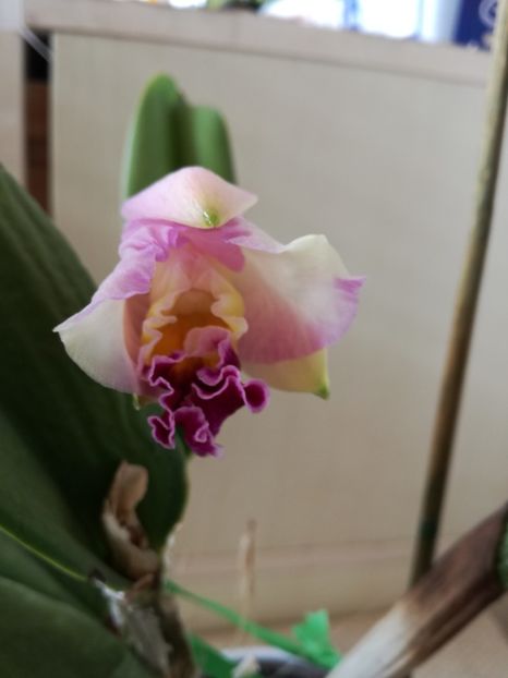a inflorit cattleya - orhidee