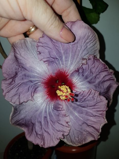  - Hibiscus Petra