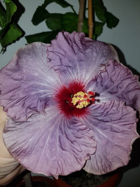  - Hibiscus Petra