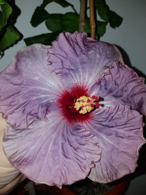  - Hibiscus Petra