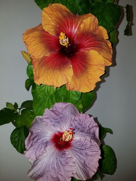  - HIBISCUS 2018