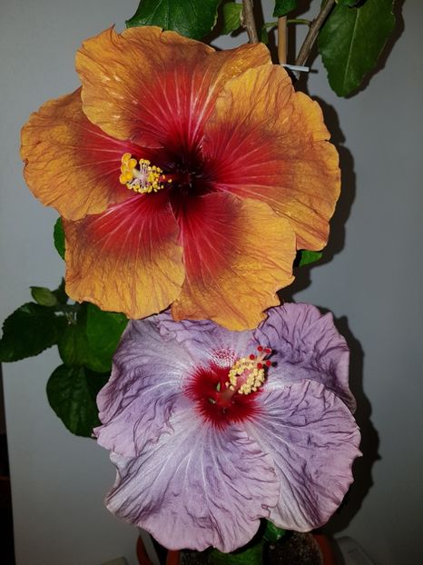  - HIBISCUS 2018